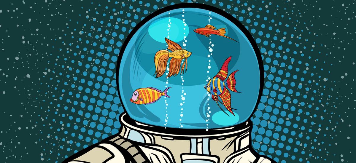 Wyślą żywe ryby na stację kosmiczną. Nie chodzi o smażalnię na orbicie
