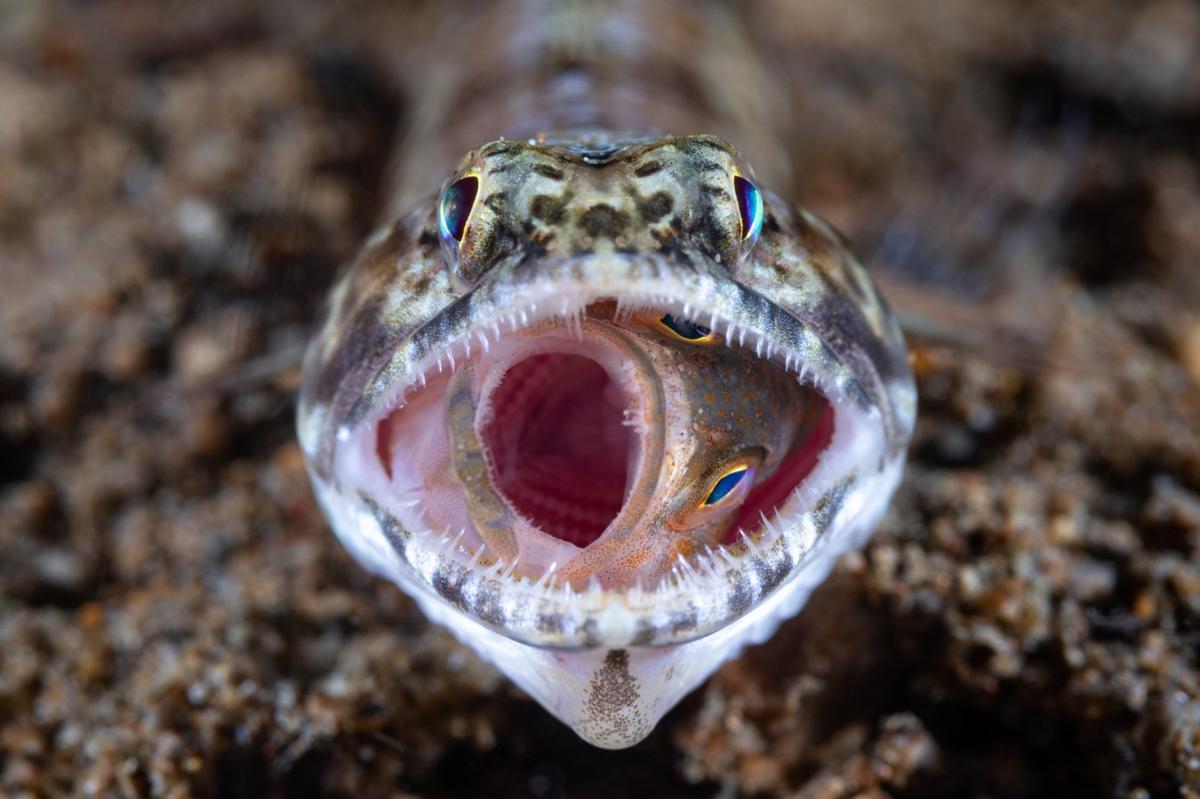 Fot. Lilian Koh, &quot;Fish eats Fish&quot;, 1. nagroda w kat. Underwater Life / Siena International Photo Awards 2023. 