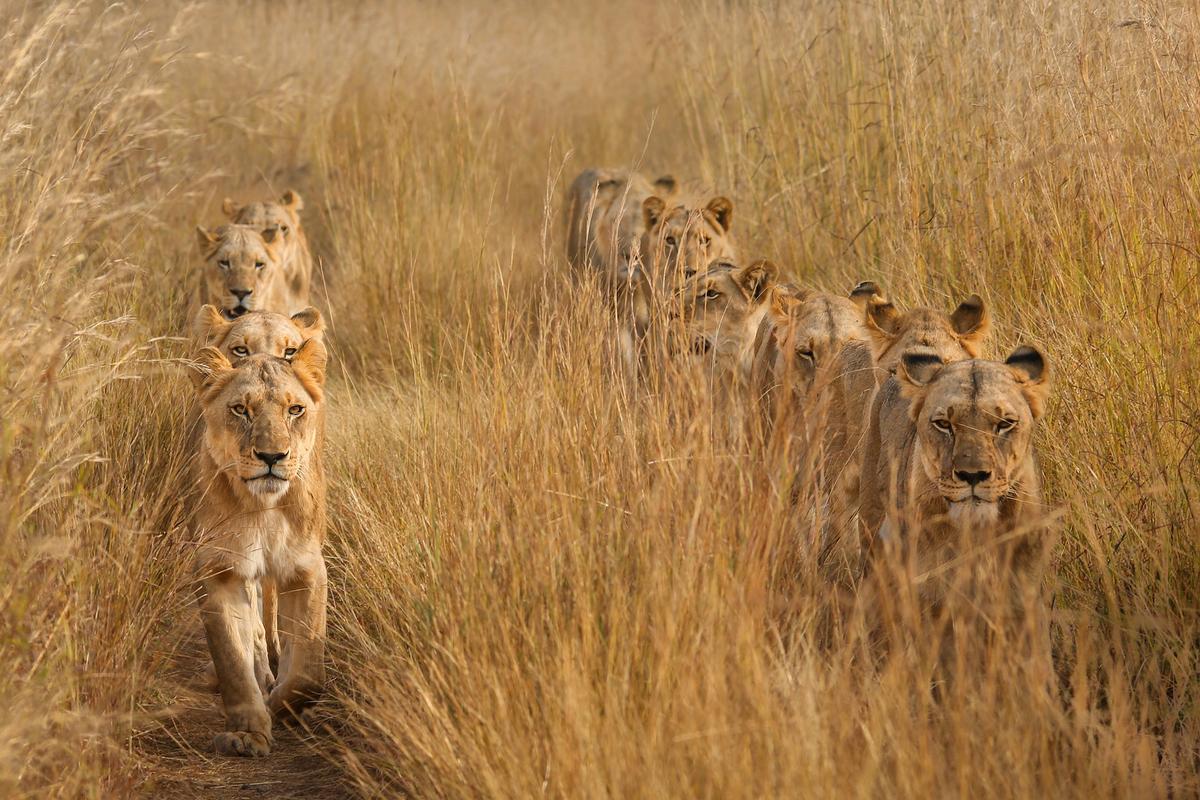 Fot. Torie Hilley, &quot;Lions in Lines&quot;, 1. nagroda w kat. Animals in their Environment / Siena International Photo Awards 2023. 