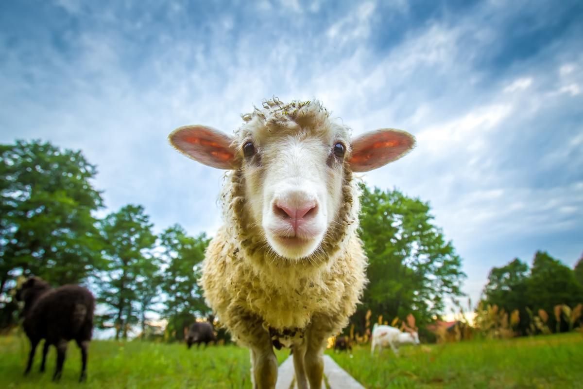 owce koszenie trawy