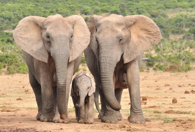 Słonie bez ciosów, czyli dobór nienaturalny w praktyce. 