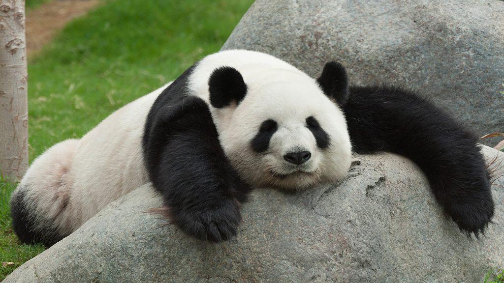 panda-spiaca-napflix 