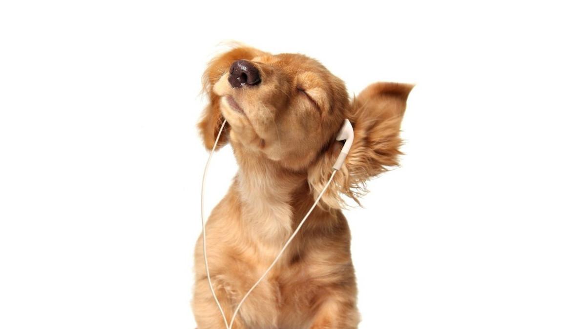 Muzyka dla zwierząt. W Spotify ułożysz playlistę dla psa, którego zostawiasz samego w domu