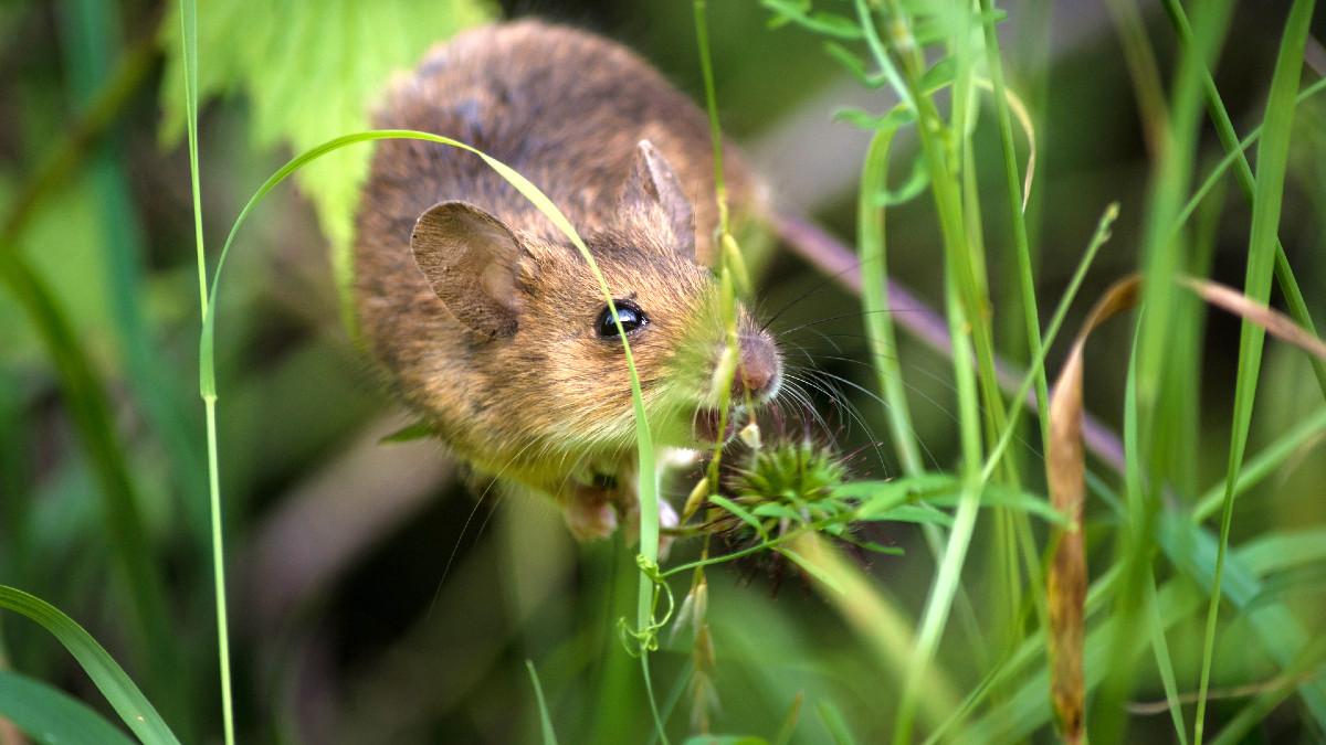 Rolnictwo w Polsce. Przez łagodną zimę na polach jest rekordowo dużo myszy