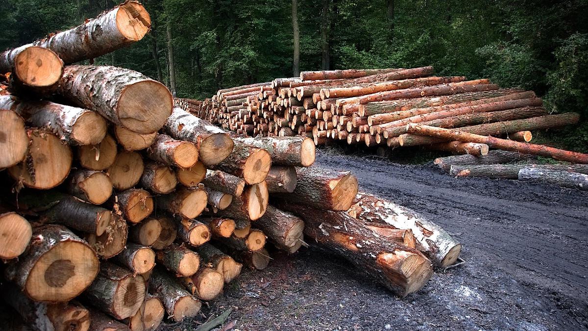 drewno-dla-energii-akcja