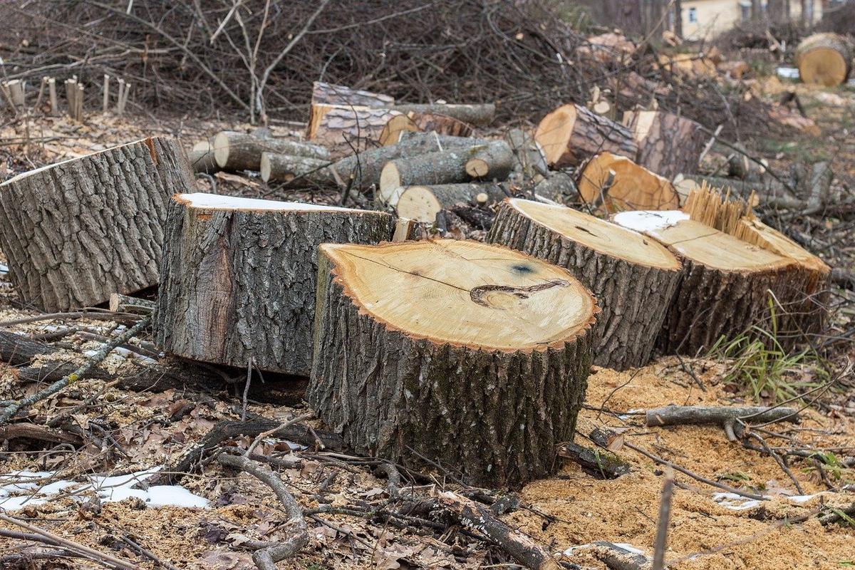Polskie lasy idą pod topór, Chiny biorą każdą ilość drewna. Cen oszalały, rośnie bańka spekulacyjna