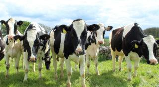 Przekręt na krowy mleczne. Farma Mleka dostała zarzuty od UOKiK-u