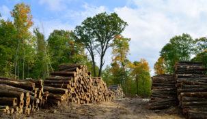 Lasom Państwowym urosła konkurencja. Kto taniej sprzedaje drewno?