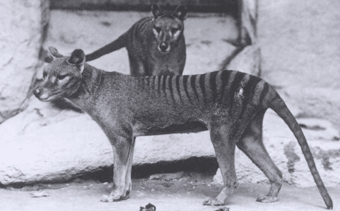 Wskrzesić tygrysa tasmańskiego