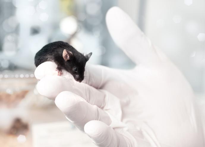 Zregenerowano żywy organ - na razie w organizmie myszy