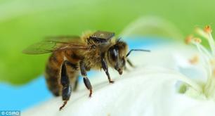 Naukowcy robią co mogą, aby uratować pszczoły, które są odpowiedzialne nawet za 33 proc. naszego pożywienia
