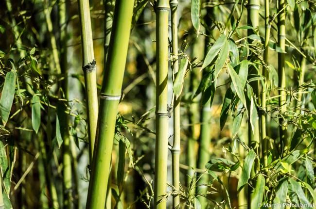 Chiny rusztowanie bambus (1 of 1) 