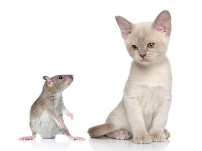 rat_and_cat 