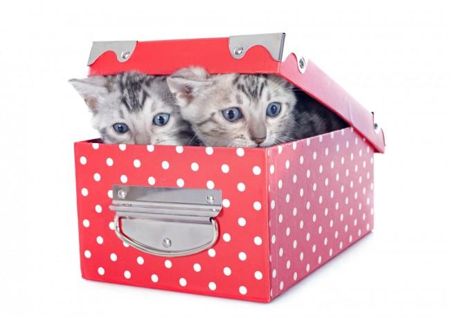 cats_box2 