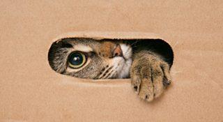 Dlaczego koty lubią pudełka, wchodzą do nich i tam siedzą?