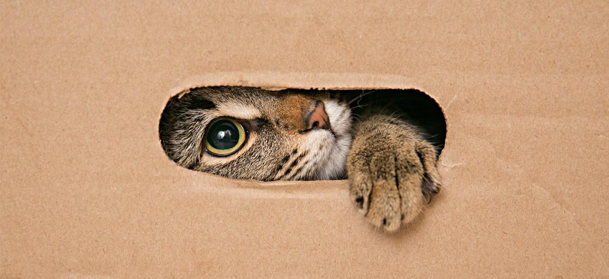 Dlaczego koty lubią pudełka, wchodzą do nich i tam siedzą?