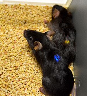 Mice with implanted LED devices 