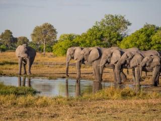 Słonie bez ciosów, czyli jak natura przechytrzyła kłusowników