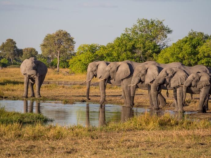 Słonie bez ciosów, czyli jak natura przechytrzyła kłusowników