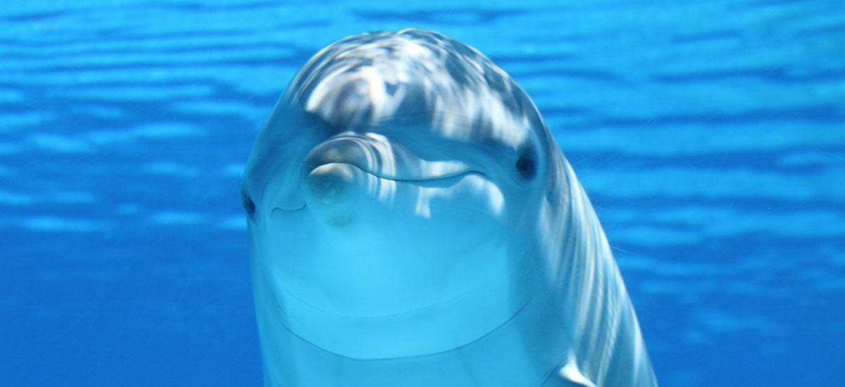 delfiny-echolokacja