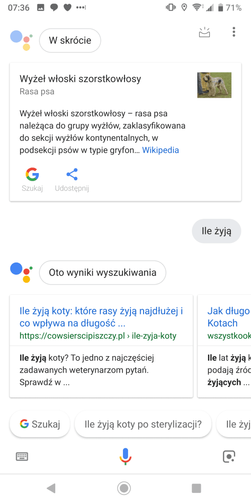 Co potrafi Asystent Google po polsku? 