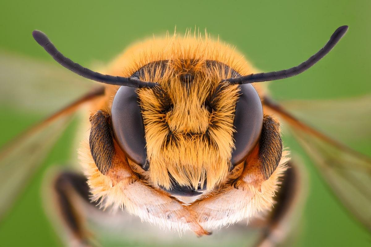 Sztuczna inteligencja pomoże nam w walce z wymieraniem pszczół