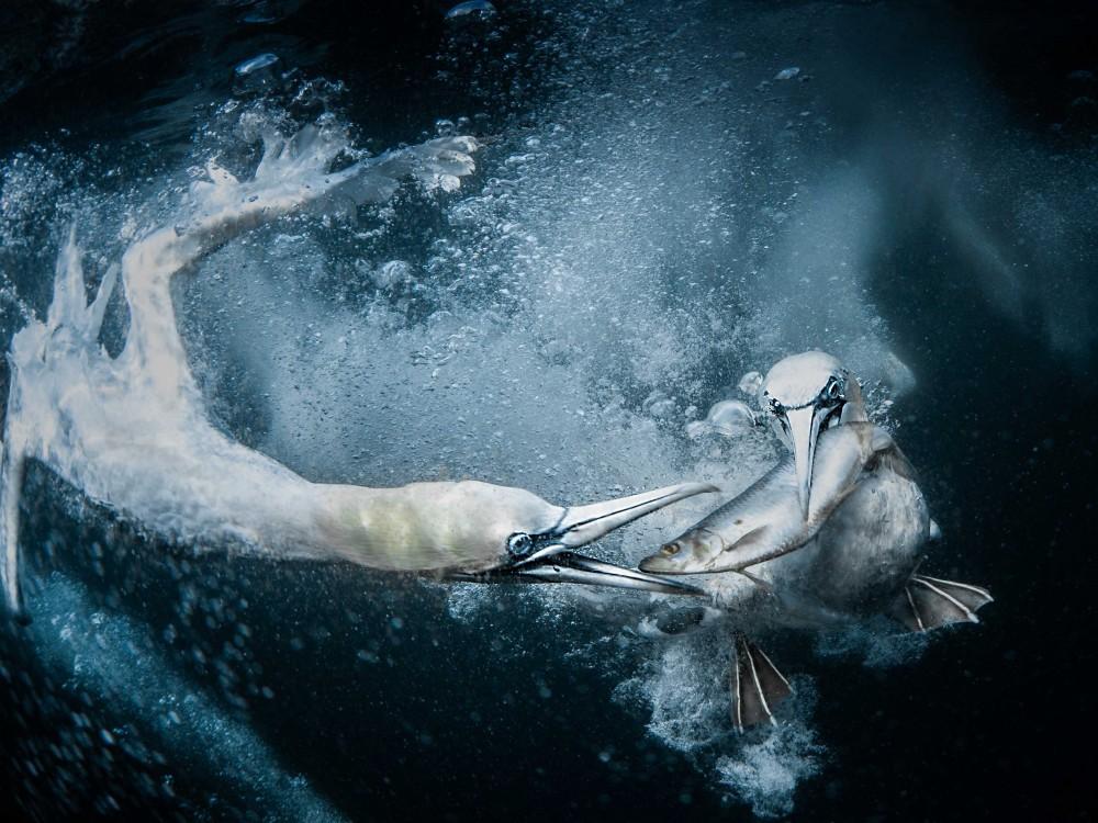 Fot. Tracey Lund (Wielka Brytania) za zdjęcie „Underwater Gannets” (Głuptaki pod wodą) / sekcja otwarta, laureat kat. świat natury i dzika przyroda / 2019 Sony World Photography Awards class="wp-image-894850" 