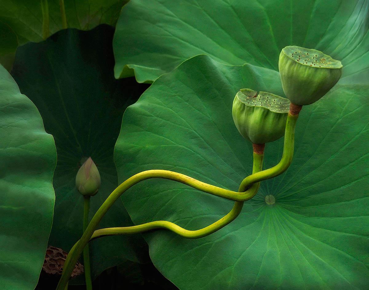 &quot;Lotus Tango&quot;, fot. Kathleen Furey | 1. miejsce w kat. &quot;The Beauty of Plants&quot;, IGPOTY. class="wp-image-888943" 