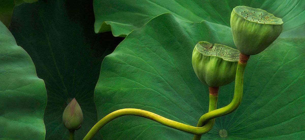"Lotus Tango", fot. Kathleen Furey | 1. miejsce w kat. "The Beauty of Plants", IGPOTY.