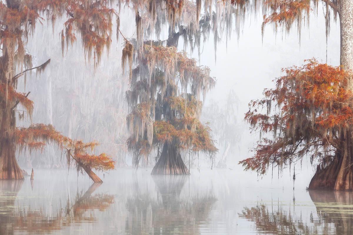 &quot;Misty Bayou&quot;, fot. Roberto Marchegi | 1. miejsce w kat. &quot;Trees, Woods &amp; Forests&quot;, IGPOTY. 