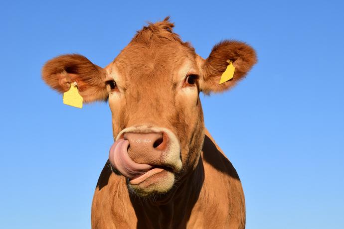 krowy-emisja-gazow-cieplarnianych