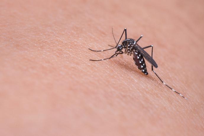 dubstep-odstrasza-komary-badania