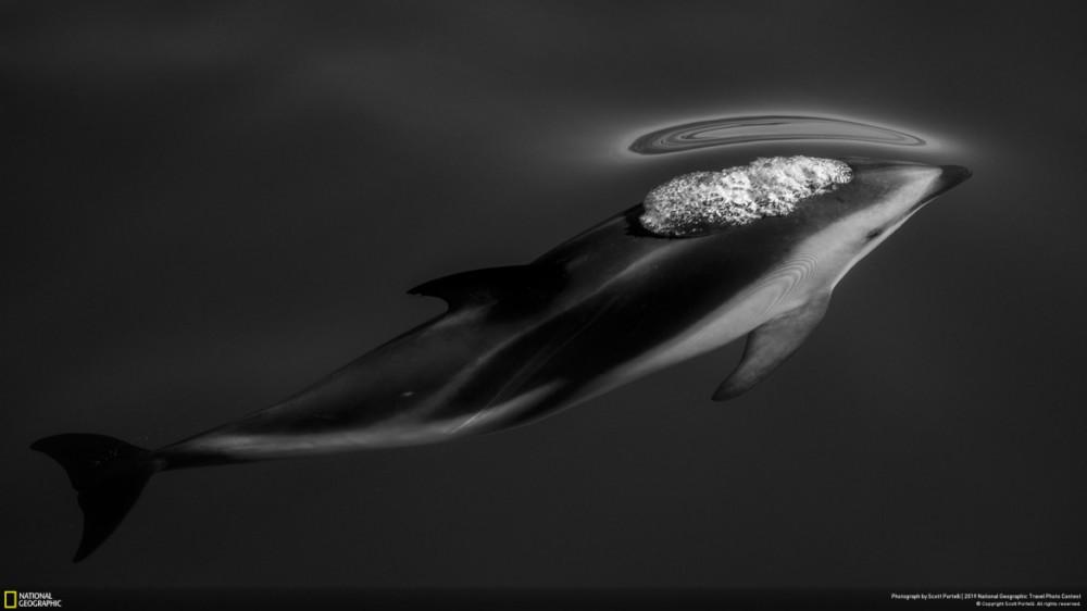 Fot. Scott Portelli, &quot;DUSKY DOLPHINS&quot; - III miejsce w kategorii &quot;Nature&quot;. Delfin ciemny uchwycony w momencie, kiedy prawie się wynurzył z wody. Kaikoura, Nowa Zelandia. class="wp-image-956681" 