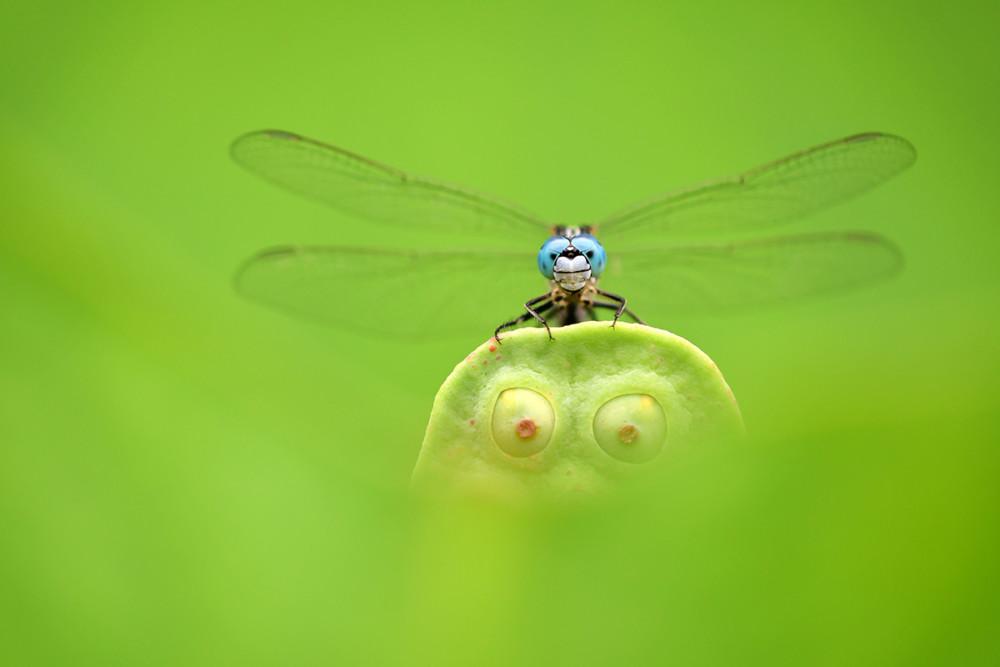 Fot. Minghui Yuan, Blue Eyes, Green Eyes class="wp-image-978904" 