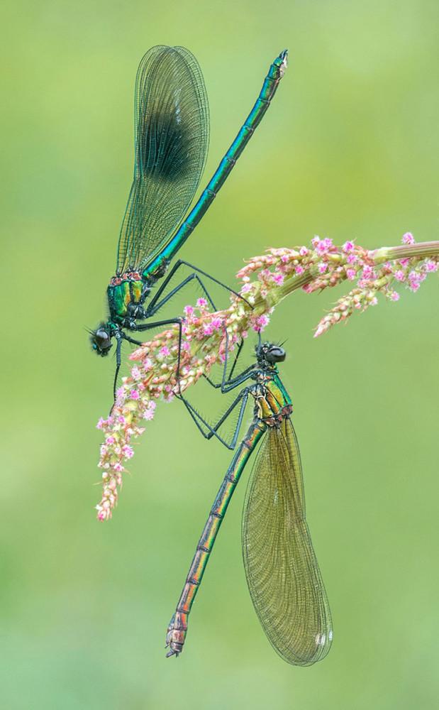 Fot. Tony North, The Banded Demoiselles class="wp-image-978934" 