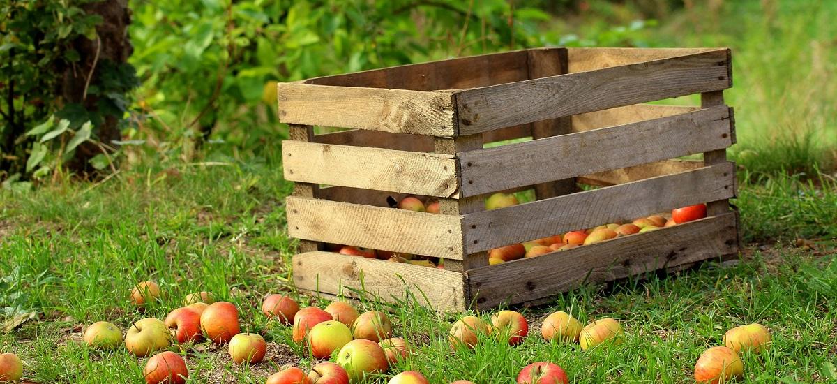 Praca sezonowa w Polsce: zbierając owoce Ukraińcy mogą zarobić nawet 30 zł za godzinę