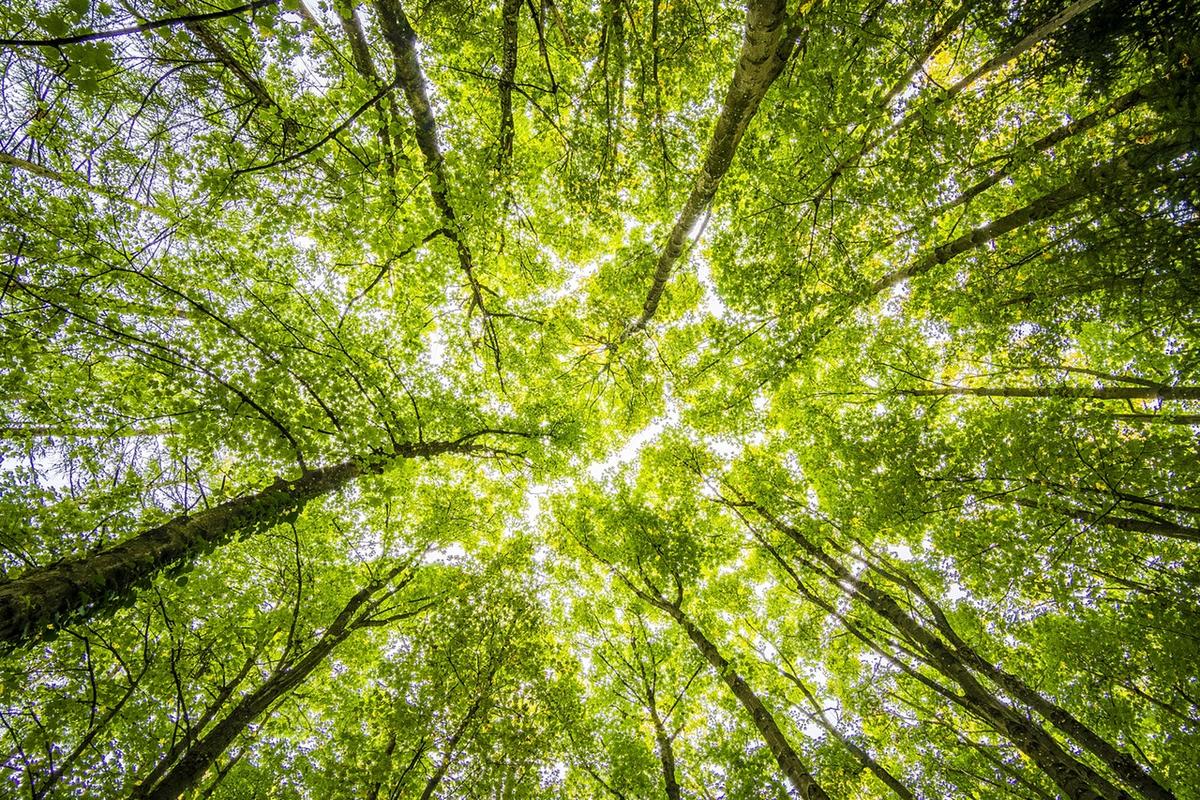 Rosnące stężenie dwutlenku węgla nie jest tak dobre dla drzew, jak nam się wydawało