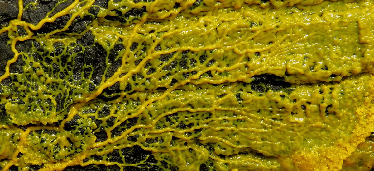 blob-kropla-physarum-polycephalum-grzyb-zwierze