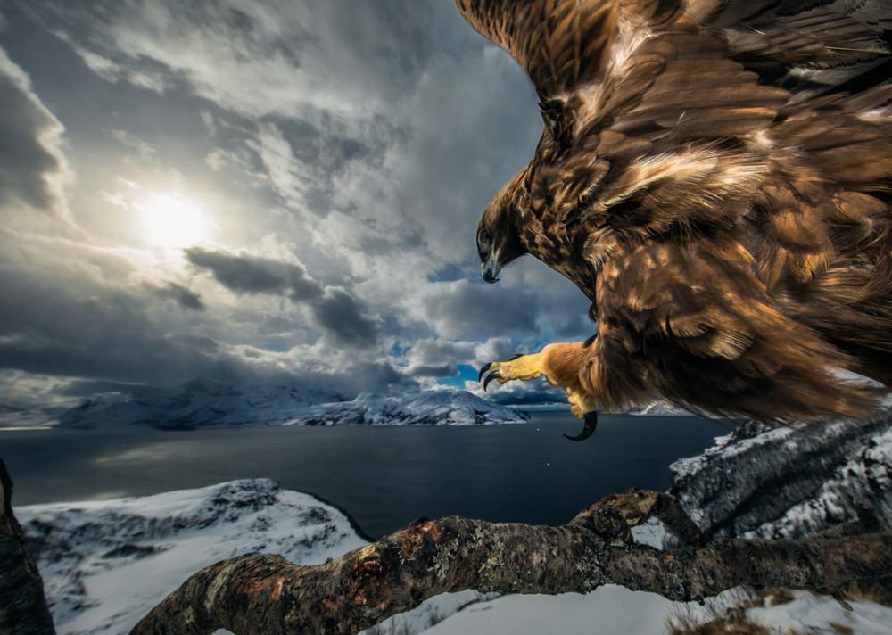 Fot. Audun Rikardsen (Norwegia) &quot;Golden eagle landing&quot;, wyróżnienie w kat. Ptaki class="wp-image-1041248" 