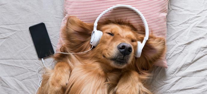 Czego słuchałby twój pies, gdyby miał Spotify?