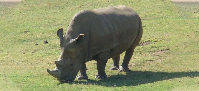 Gatunek nosorożca białego nie wyginie. Wszystko dzięki nauce