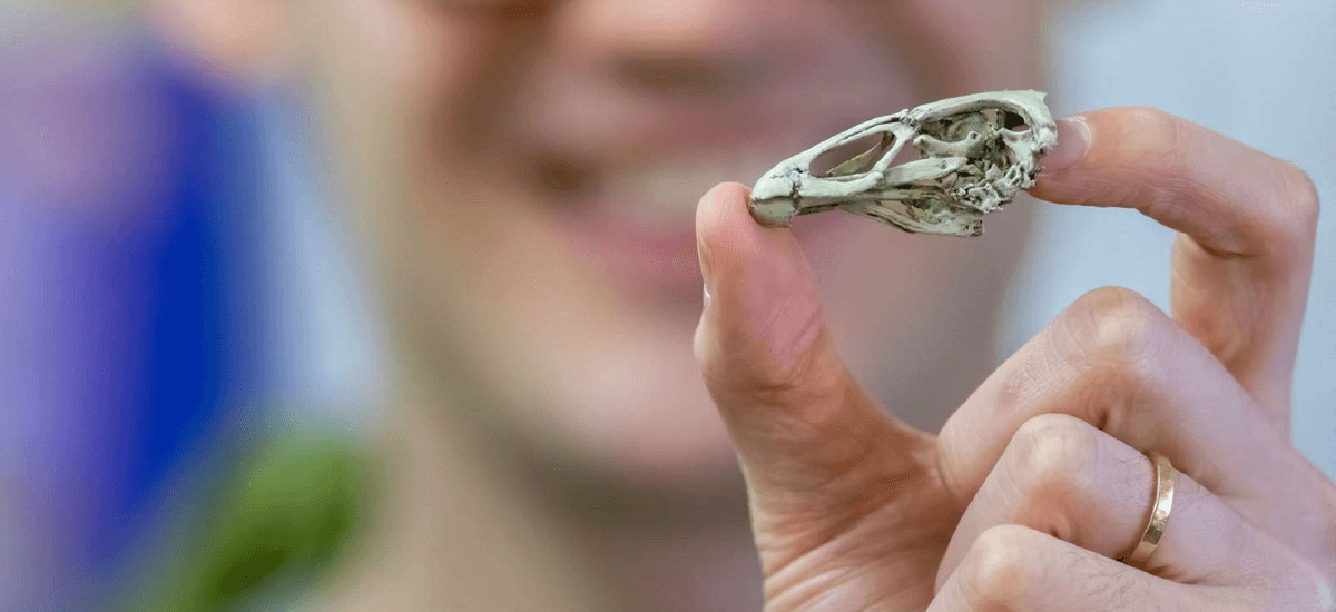Naukowcy zbadali idealnie zachowaną czaszkę Asteriornisa