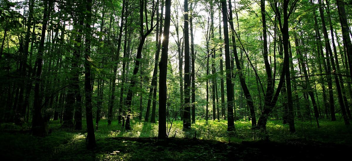Naukowcy tłumaczą UE dlaczego sadzenie 3 mld drzew nie ma sensu