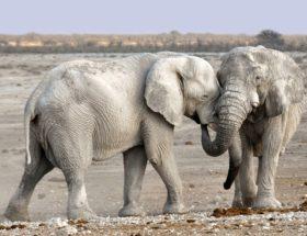 Słonie w warszawskim zoo będą otrzymywać regularne dawki CBD. Substancja z konopi ma je uspokoić