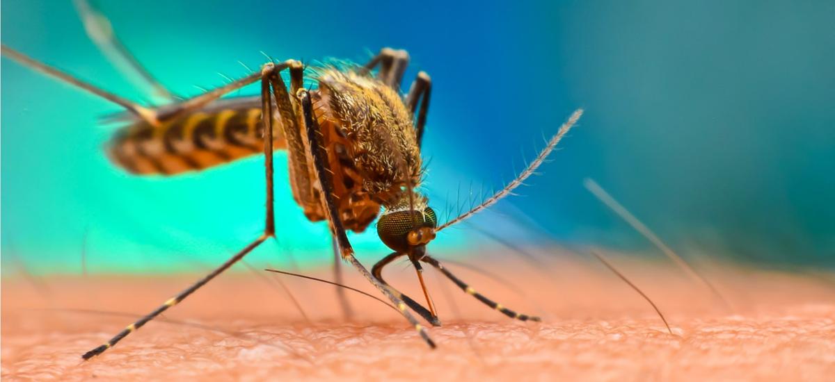 Na Florydzie pojawi się miliard genetycznie zmodyfikowanych komarów. Istny park jurajski