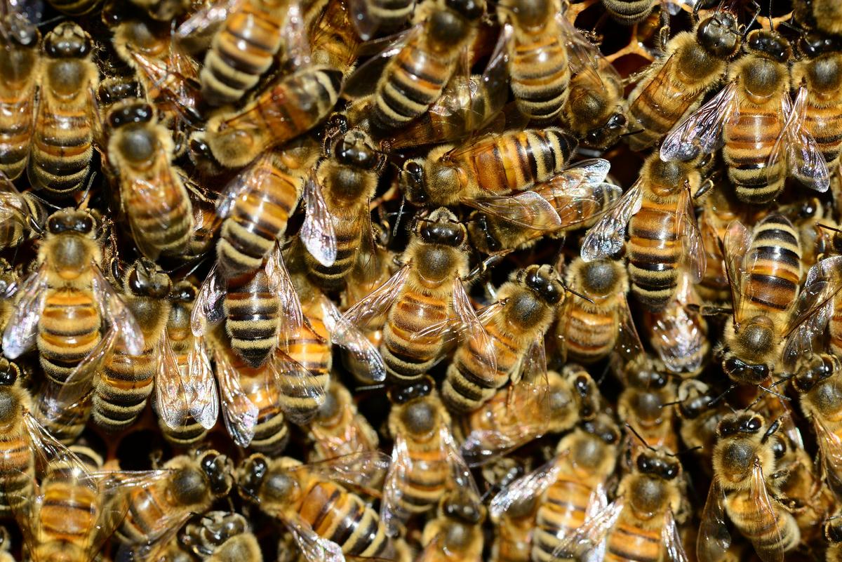 Jad pszczeli pomoże lekarzom w walce z nowotworami piersi