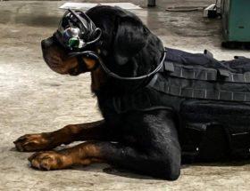 Amerykańska armia testuje psie gogle AR
