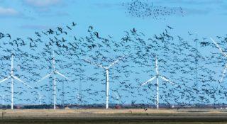 Elektrownie wiatrowe niebezpieczne dla ptaków. Turbiny zabijają