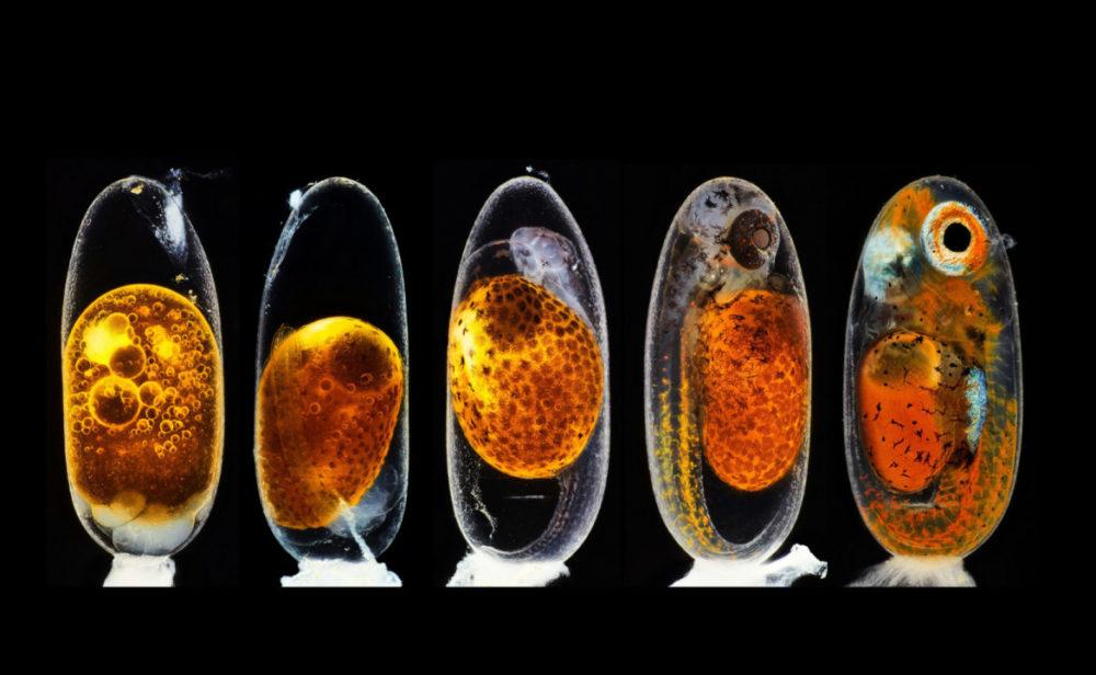 Fot. Daniel Knop, studium rozwoju embrionu błazenka, 3. miejsce class="wp-image-1466306" 