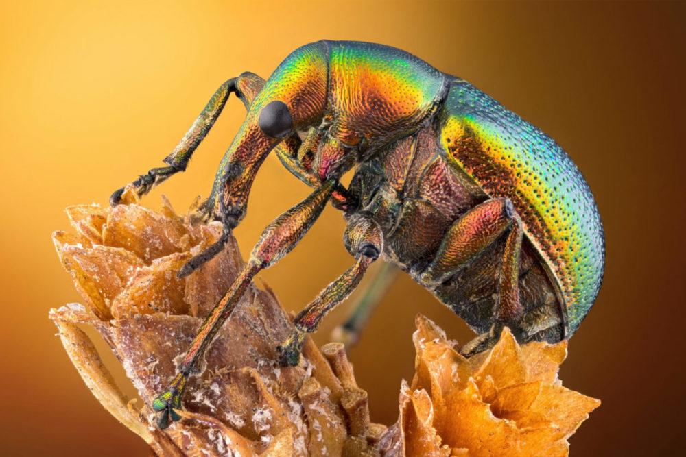 Fot. Özgür Kerem Bulur, chrząszcz z gatunku podryjowatych, 14. miejsce class="wp-image-1466339" 